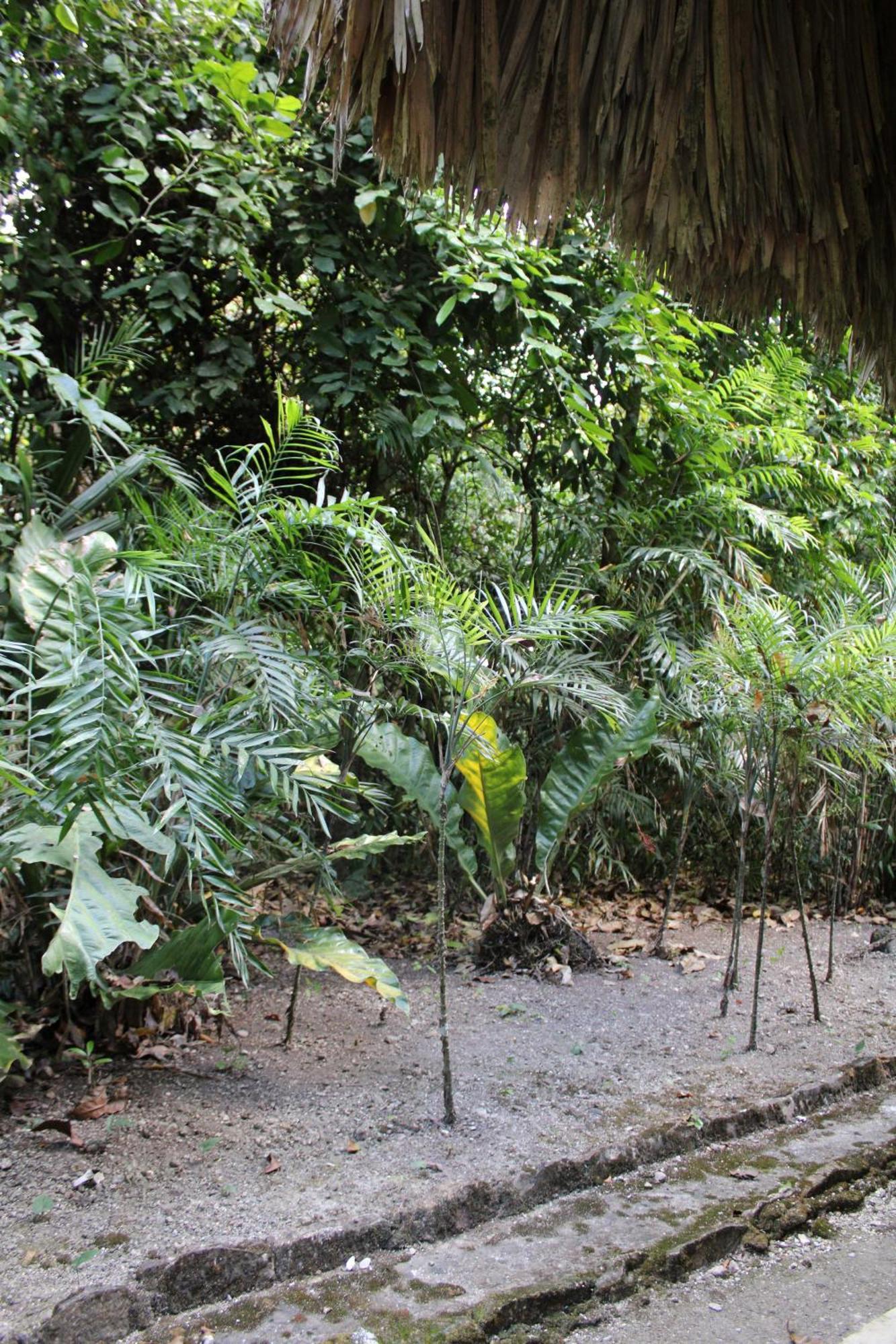 Posada Del Cerro El Remate Ngoại thất bức ảnh
